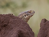 Monitor lizard at a termite mound